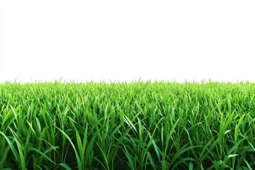 Obraz premium Green grass fills the field under a clear sky during daylight hours