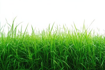 Obraz premium Lush green grass growing under bright sky in open field during daytime