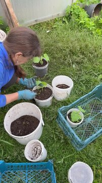 Backyard farming. Close-up of hands in blue gloves transplanting cucumber seedlings into white plastic buckets with soil. Spring gardening process, planting organic vegetables outdoors on green grass.