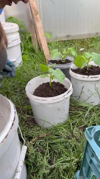 Backyard farming. Close-up of hands in blue gloves transplanting cucumber seedlings into white plastic buckets with soil. Spring gardening process, planting organic vegetables outdoors on green grass.