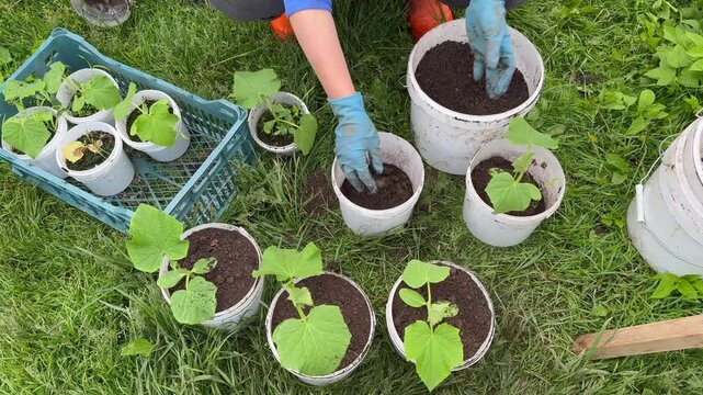 Top view of a person in rubber gloves transplanting young cucumber seedlings into large white buckets on green grass. Spring gardening, organic farming, and homegrown vegetables concept.