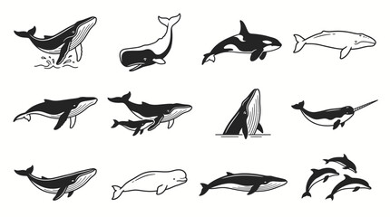 Obraz premium Collection of various whale species in different poses, hand-drawn illustrations.