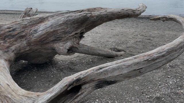 浜に放置された流木