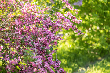 Obraz premium Close Up of Purple Lilac Blossoms in Golden Evening Sunlight with Soft Bokeh and Copy Space