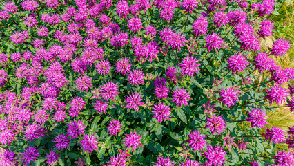 Fototapeta premium Field of pink flowers grows under sunlight in a garden during summer