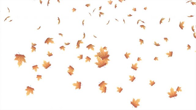 Falling autumn leaves animation. Autumn leaves fall animation. Autumn maple leaves falling on background. Autumn leaves. Motion nature scene