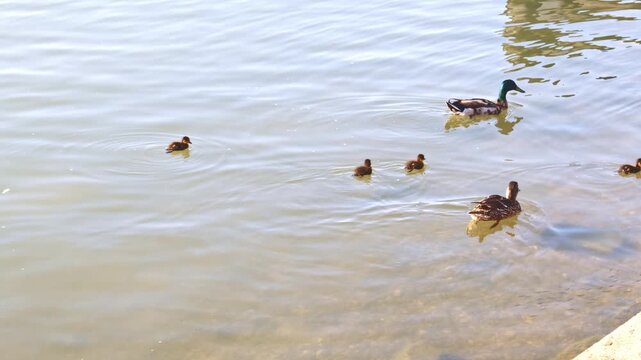 A pair of mallard ducks and several ducklings glide across calm water, creating gentle ripples near a sunny riverbank.