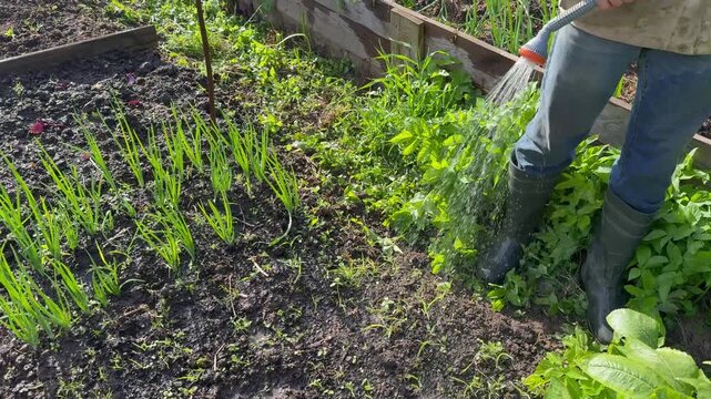 Watering garden beds with green onions and herbs using a garden hose spray nozzle. Gardener in rubber boots irrigating soil on a domestic farm.