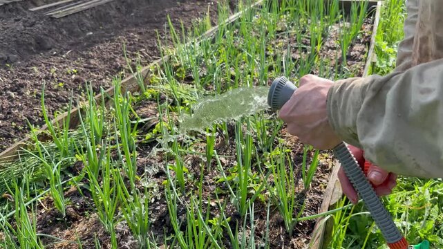 Gardener fixing a hose nozzle sprayer under water pressure and continuing to water a garden bed with onions. Close-up of hands repairing equipment and irrigating soil.