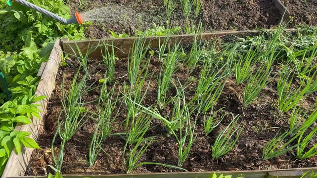 High-angle shot of watering a garden bed with green onions using a hose with a spray nozzle. Soil irrigation, plant care, and home gardening on a sunny day.
