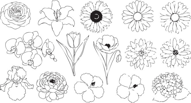 Twelve black flower silhouettes on white background black silhouettes flowers daisy rose