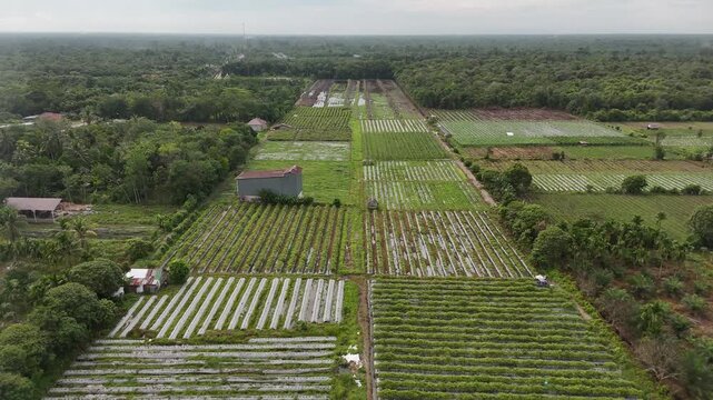 An aerial view of tropical crop fields and plantations in rural Indonesia.