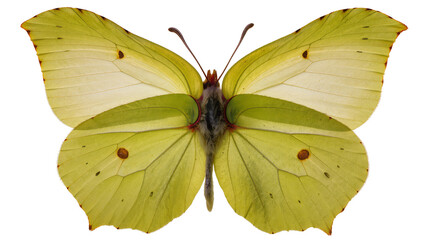 Yellow butterfly with dark spots on wings and antennae © Lukas