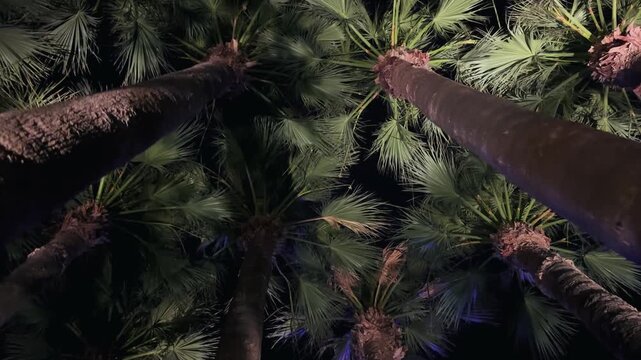 Background of illuminated palm trees set against the dark night sky