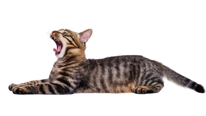 Obraz premium Tabby kitten yawning wide showing sharp teeth and pink tongue