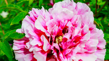 Fototapeta premium Bright pink peony flower blooms in a garden during spring season