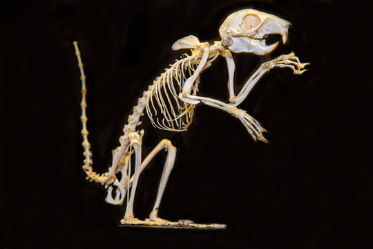 The skeleton of an ordinary squirrel on a dark background. Wildlife, mammals, predators.