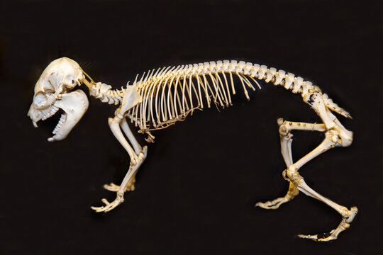 Cape daman skeleton on a dark background. Wildlife, mammals, predators.