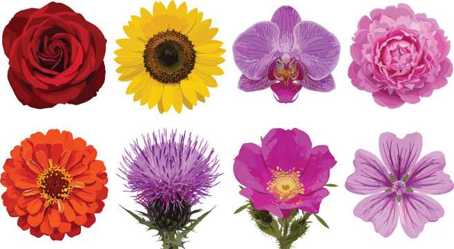 Beautiful realistic colorful spring and summer flower heads vector collection isolated on white.