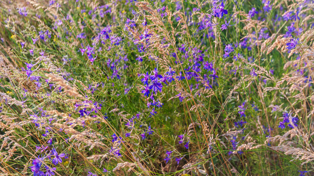 Purple consolida flowers among meadow grass banner.