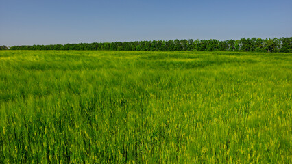 Obraz premium Lush green wheat field at the edge of a deciduous forest under a blue sky web banner.