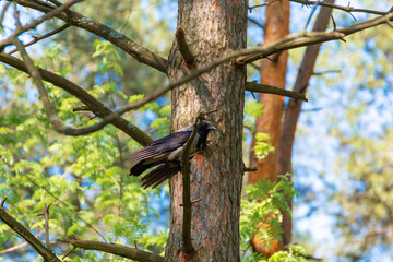 Naklejka premium A crow sits on a pine branch in the forest.