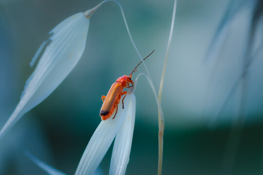 Close-up of a firebug in the morning light