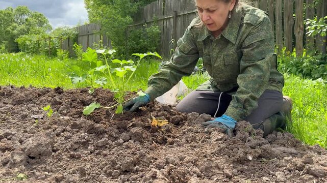 A middle-aged woman planting pumpkin seedlings into the open ground in her garden. Female farmer in a camouflage jacket working on a garden bed.