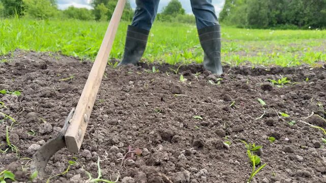 Close-up of a farmer in rubber boots and jeans cultivating plowed soil with a hand hoe (ploskoriz) in the garden. Weeding and loosening ground on a countryside farm on a cloudy summer day.