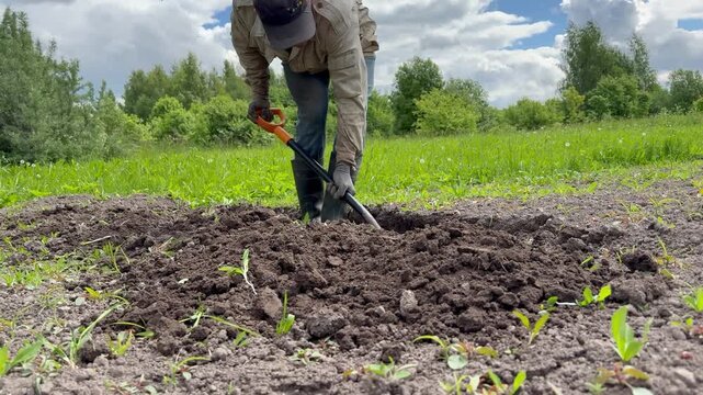 A man digs a passage between the beds with a shovel. Man in workwear digging a garden bed with a shovel in the field on a cloudy summer day.
