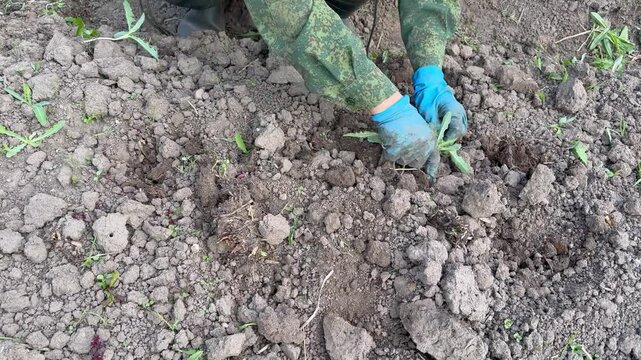 Top view (POV) of a worker in a camouflage jacket and blue protective gloves weeding and loosening dry, cloddy soil in a garden bed manually.