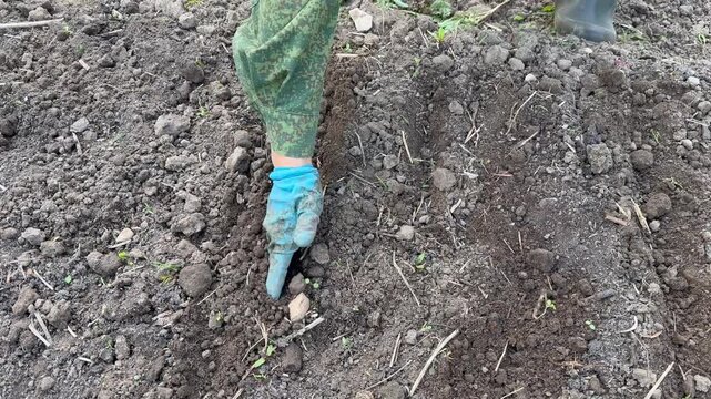 Close-up of a gardener in a camouflage jacket, rubber boots, and protective gloves making furrows in the ground and burying planted seeds in a garden bed. Spring planting process concept.