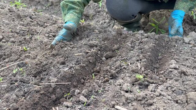 Close-up of a gardener in a camouflage jacket, rubber boots, and protective gloves making furrows in the ground and burying planted seeds in a garden bed. Spring planting process concept.