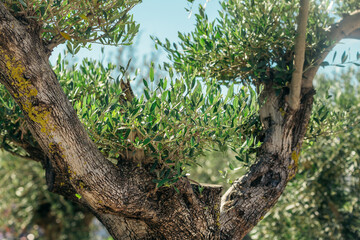 Fototapeta premium Ancient olive tree trunk with green leaves close-up