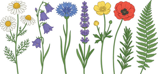Wildflowers and botanical leaves vector illustration set featuring chamomile, bluebells, cornflower, lavender, buttercup, red poppy, and fern isolated on white background. © MdMehedi