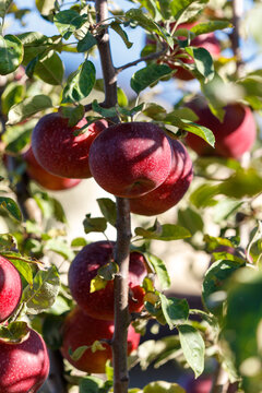 A tree with many red apples hanging from it