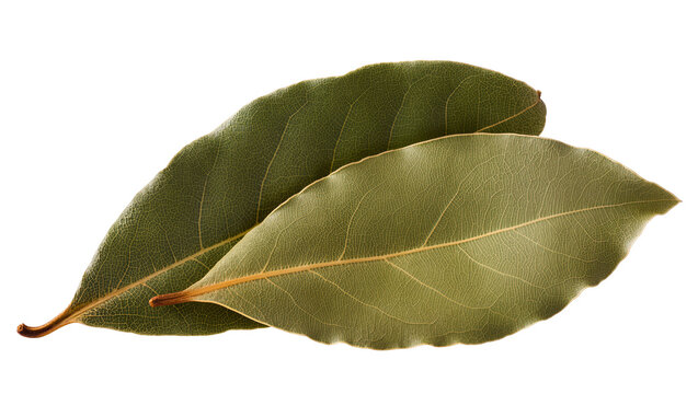 Two dried green bay leaves with visible veins