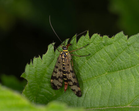 Bio Diversity - Panorpa communis - Macro of the Common Scorpionfly