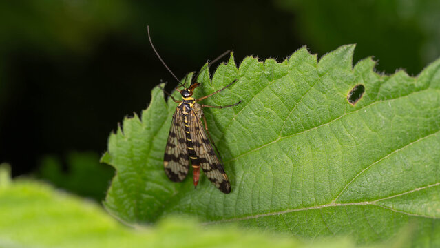 Bio Diversity - Panorpa communis - Macro of the Common Scorpionfly