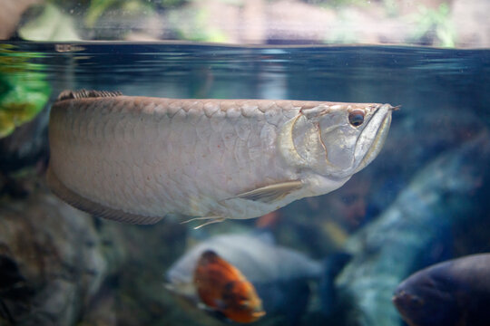 Silver arowana gracefully glides through water with gentle lighting