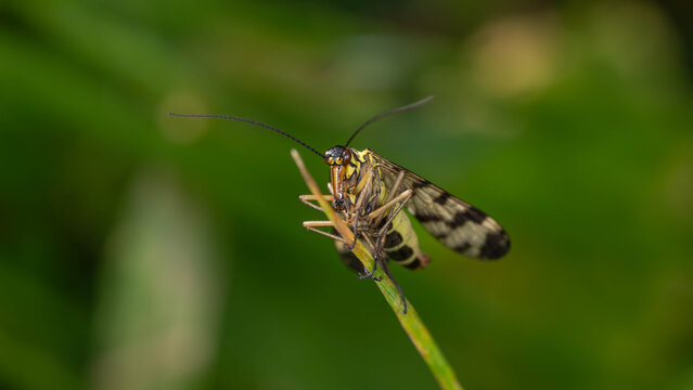 Bio Diversity - Panorpa communis - Macro of the Common Scorpionfly