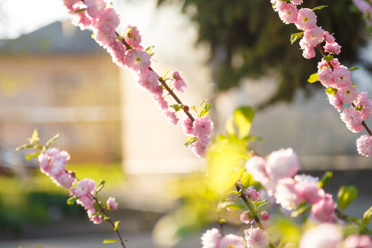 Branches of prunus triloba aka flowering plum or almond with beautiful pink flowers on blurry spring background by day light
