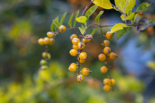 Small golden yellow duranta erecta berries ripening on branch with green leaves in December. Close-up of ornamental pigeon berry bush fruits in winter. Ayia Napa, Cyprus.