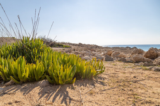 Carpobrotus succulent plant close-up from low angle perspective on rocky sea coast in winter backlight. Edible sour fig pigface bush on sandy beach in December. Cyprus.