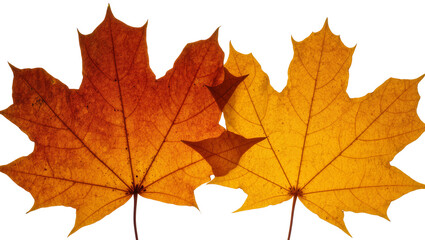 Fototapeta premium Two vibrant maple leaves in autumn colors, red and yellow