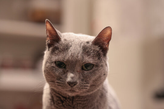 purebred british shorthair blue cat, grey feline pet with green eyes, pedigree domestic cat close‑up, round‑faced purebred feline profile and indoor household companion animal detail