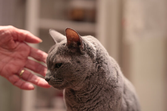 purebred british shorthair blue cat, grey feline pet with round head, pedigree breed detail, domestic indoor cat close‑up, calm purebred feline interaction and facial features