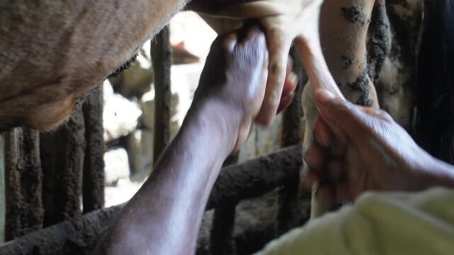 Hands milking cow with traditional dairy farming skill