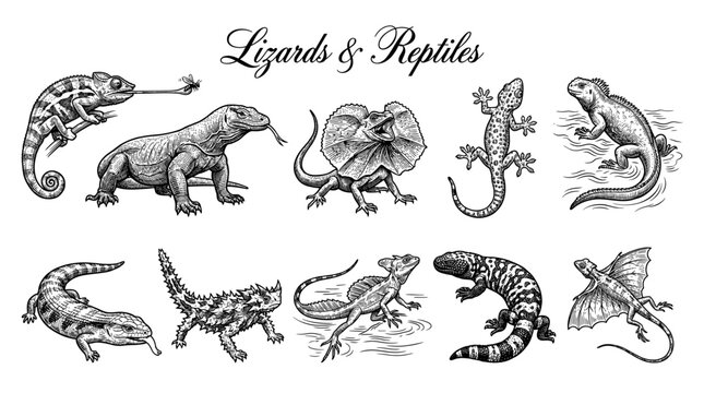 Hand-Drawn Vintage Engraved Lizard and Reptile Collection Vector Illustration with Chameleon, Komodo Dragon, Gecko, Iguana, and Frilled Lizard
