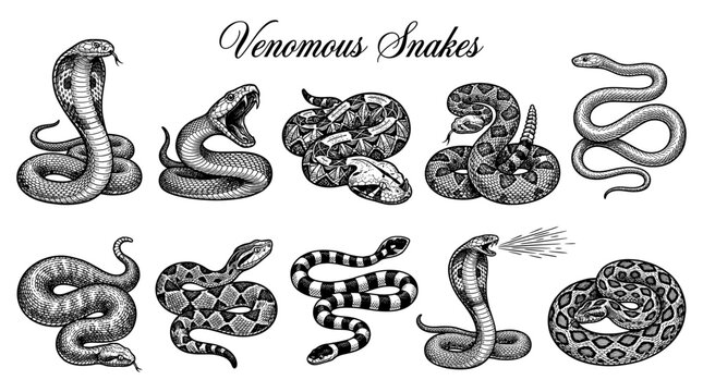 Vintage Engraving Collection of Venomous Snakes, Cobra, Rattlesnake, Viper and Adder Vector Illustrations